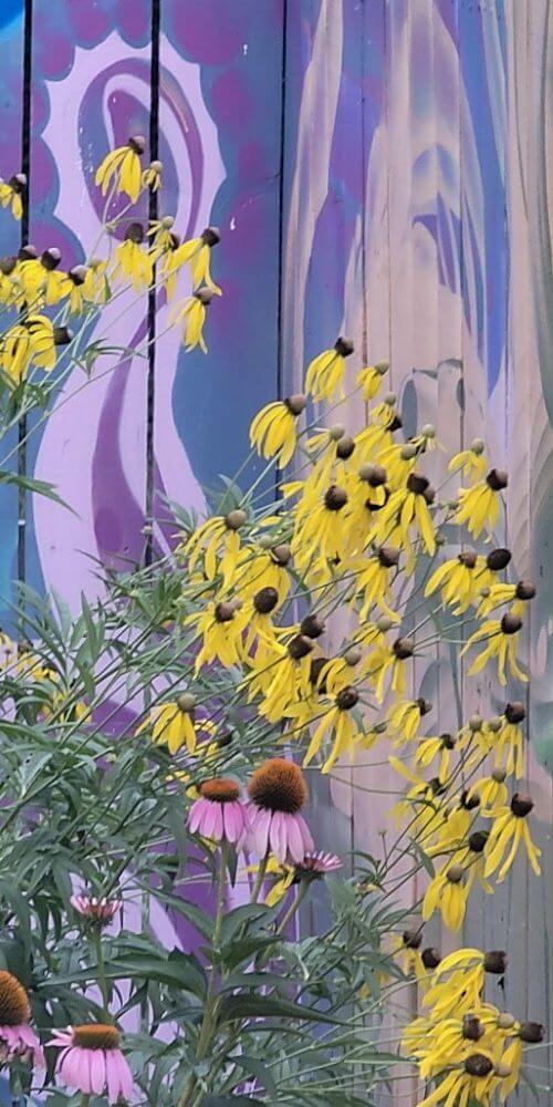 3-yellow-coneflowers 3 yellow coneflowers