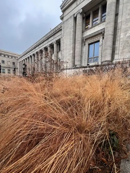 field-museum-grasses-garden field museum grasses garden