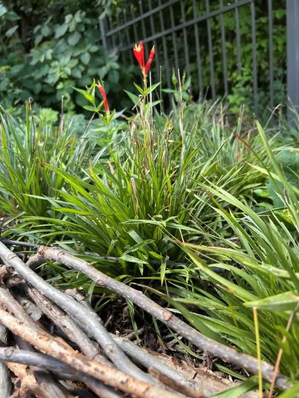 grass-two-red-flowers grass two red flowers