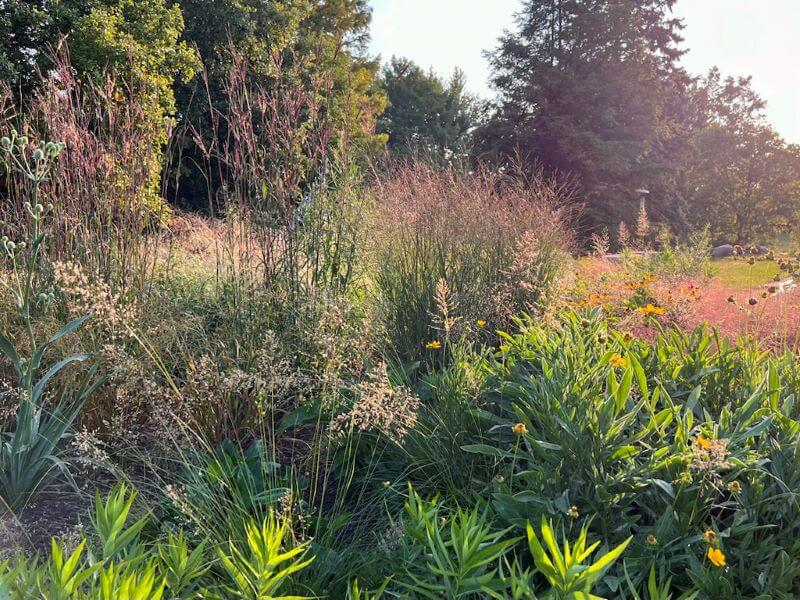 grown-flower-bed grown flower bed