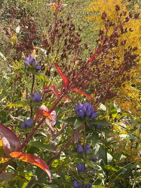 purple-red-flower-garden purple red flower garden