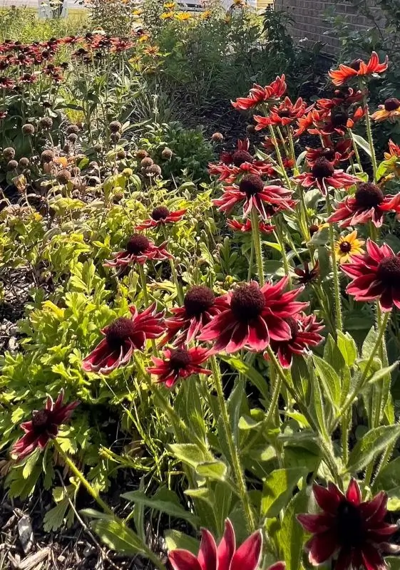red-flowers red flowers