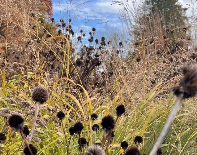 tall-grasses tall grasses
