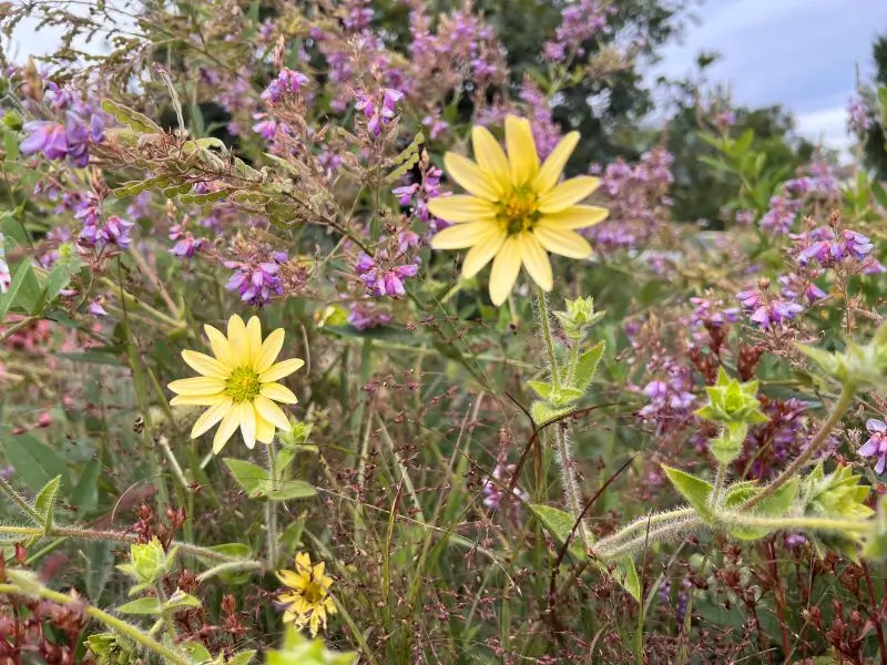 two-yellow-flowers-pink two yellow flowers pink